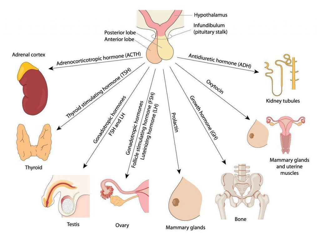 Hormone Testing London Fertility Centre Concept Fertility